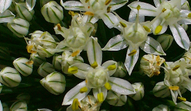 Allium cepa